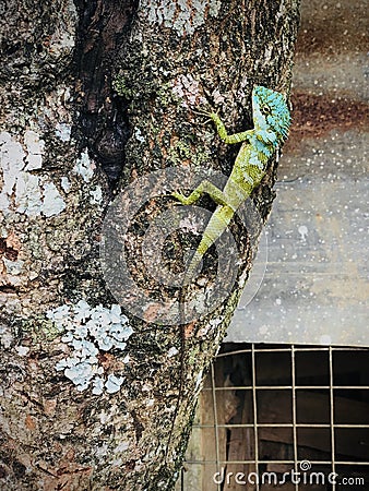 Green Lizard Stock Photo