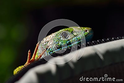 Green lizard outdoor Stock Photo