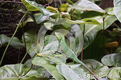 A green lizard resting on a leaf. Stock Photo