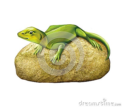 Green lizard on a stone Stock Photo