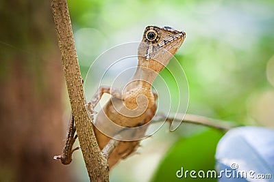 Small lizard on a tree. Beautiful closeup animal reptile eye in the nature wildlife habitat, Sinharaja, Sri Lanka Stock Photo