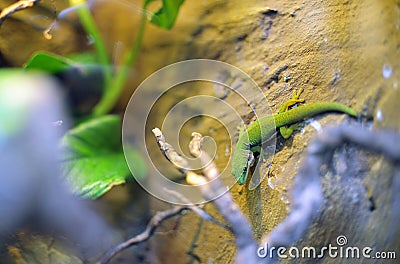 Green Lizzard in natural background Stock Photo