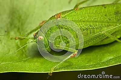 Green Locust Stock Photo