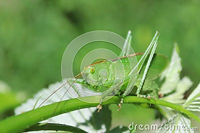 Green locust Stock Photo