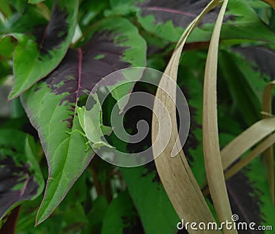 Green locust eating leaves plant growing in garden, wild life and nature photography, macro shots Stock Photo