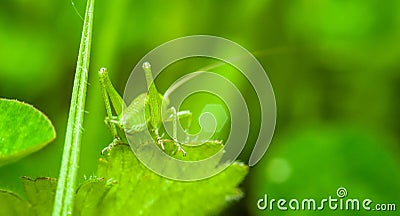 Green locust Stock Photo