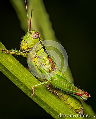 Green locust portrait Stock Photo