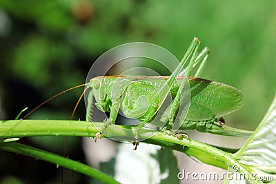 Green locust Stock Photo