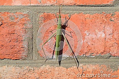 Green locusts, orthoptera insect Stock Photo