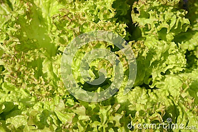Green Lollo Bionda lettuce salad closeup background. Fresh organic lettuce healthy food. Organic vegan and vegetarian Stock Photo