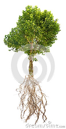 Green London plane tree with light root Stock Photo