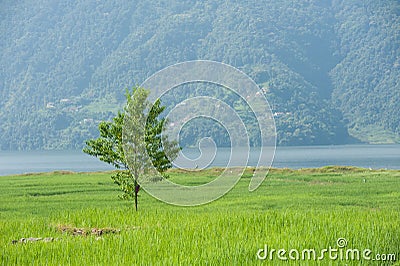 Green lonely tree Stock Photo