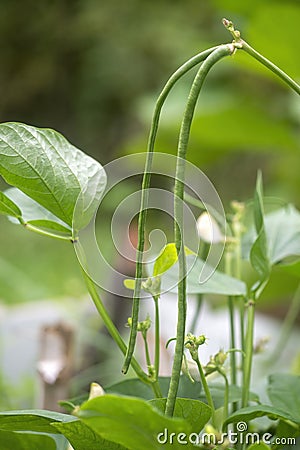 Green long beans Stock Photo