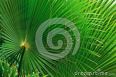 green long palm leaves Stock Photo