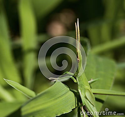 Green longhorned grasshopper Stock Photo