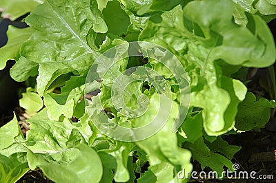 Green loose leaf lettuce growning in a home garden Stock Photo