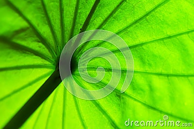 Green lotus leaf closeup Stock Photo