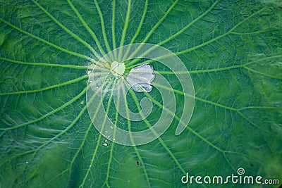 Green lotus leaf with water drop, abstract fresh nature background. Stock Photo