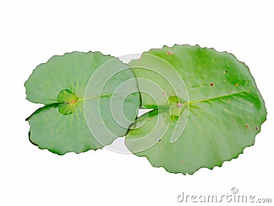 Green lotus leaf on white background Stock Photo