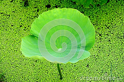 Green lotus leaves, the harmony between man and na Stock Photo