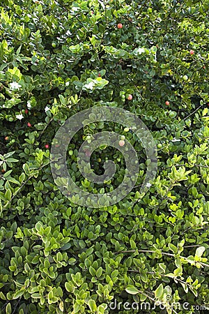 Green lush Jasmine bush Stock Photo