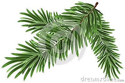 Green lush spruce branch. Fir branches Vector Illustration