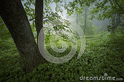 Green lush vegetation in forest after rain Stock Photo