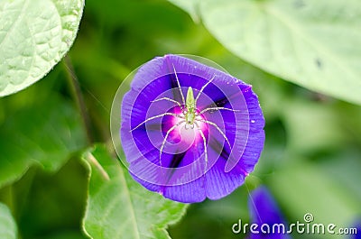 Green Lynx Spider on Purple Morning Glory Stock Photo