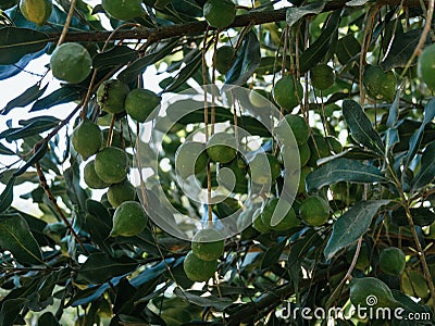 Green macadamia fruits on green background, not yet ripe Stock Photo