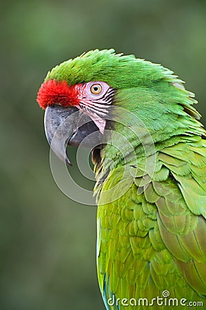 Green Macaw Stock Photo