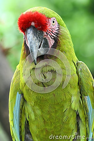 A Green Macaw Stock Photo
