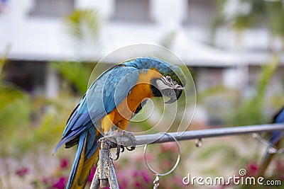 Green Macaw parrot feather Scarlet Macaw,ZooThailand intropical forest, Wildlife from tropic nature Stock Photo