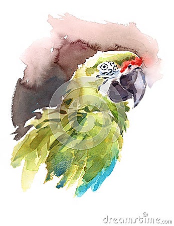 Green Macaw Watercolor Exotic Bird Illustration Hand Drawn Cartoon Illustration