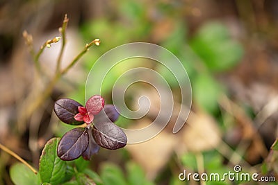 Green macro leaves of bilberry bushes Stock Photo