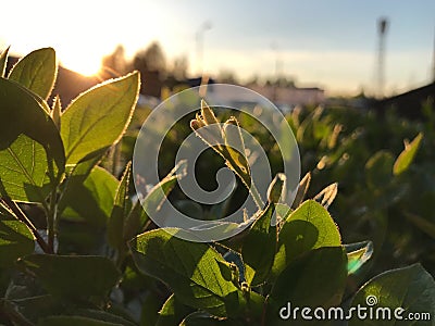 Green macro leaves with sun light Stock Photo