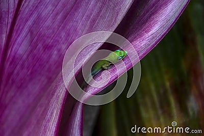 Green Madagascar day gecko - Phelsuma Stock Photo