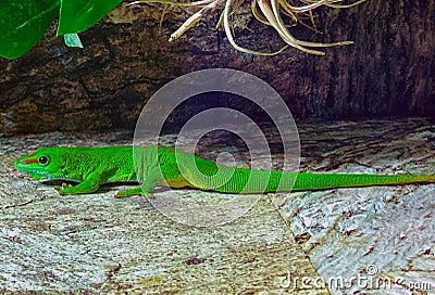 An green madagascar giant day gecko Stock Photo