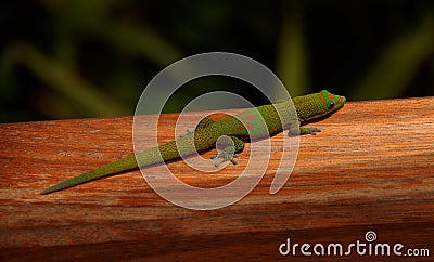 Green Madagascar taggecko lizard on a palm tree Stock Photo