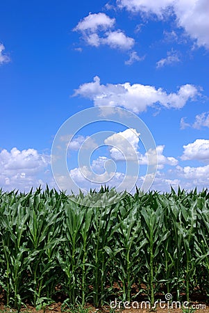 Green maize Stock Photo
