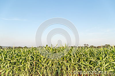 Green maize corn field plantation Stock Photo