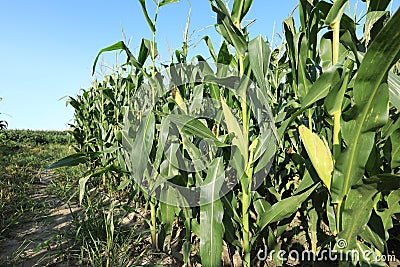 Green maize crop Stock Photo