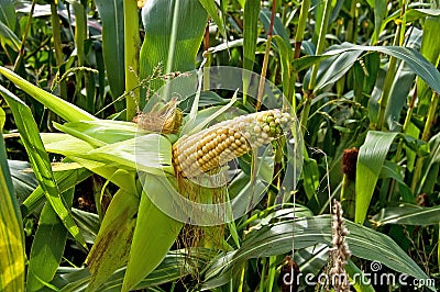 Green maize field Stock Photo