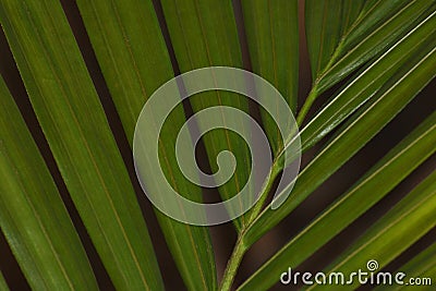 Green Majesty Palm Leaf Close-up Frame Ravenea rivularis Stock Photo