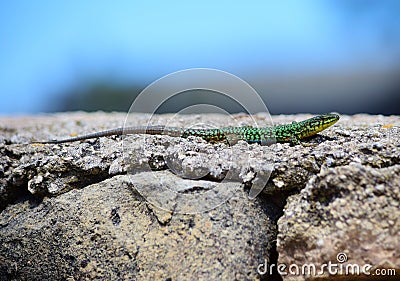 Green male Maltese Wall Lizard, Podarcis filfolensis maltensis, basking on a wall Stock Photo