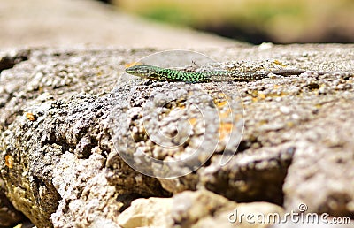 Green male Maltese Wall Lizard, Podarcis filfolensis maltensis, basking on a wall Stock Photo