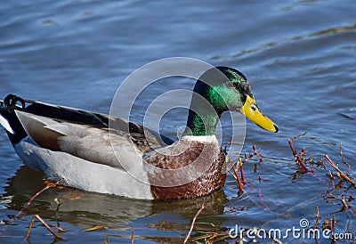 Green Mallard Drake Duck on Blue Pond Stock Photo