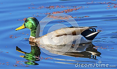 Green Mallard Duck Algae Juanita Bay Park Lake Washington Kirkland Washiington Stock Photo