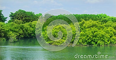 Green mam grow forest with sky. Stock Photo