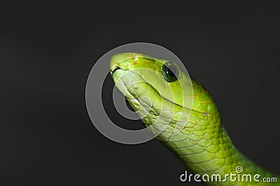 Green mamba Stock Photo