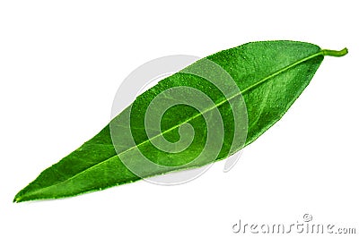 Green mandarin (tangerine) leaf Stock Photo